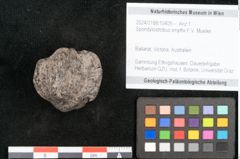 Foto (Objekt + Etikett) von Spondylostrobus smythii F.V. Mueller (NHMW-GEO-2024-0188-10405)